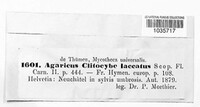 Laccaria laccata image